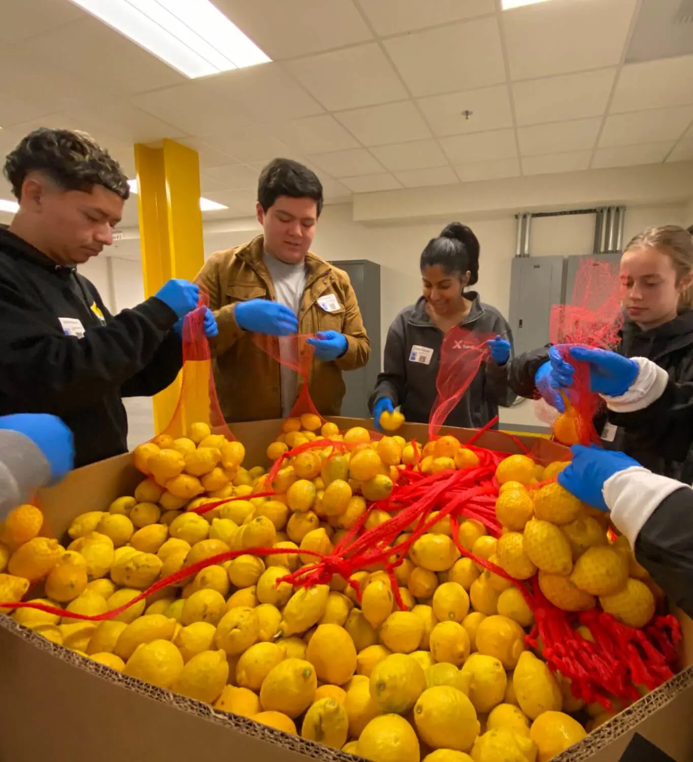 A group of students wearing gloves, sort and bag lemons at a food pantry, working together to distribute fresh produce.