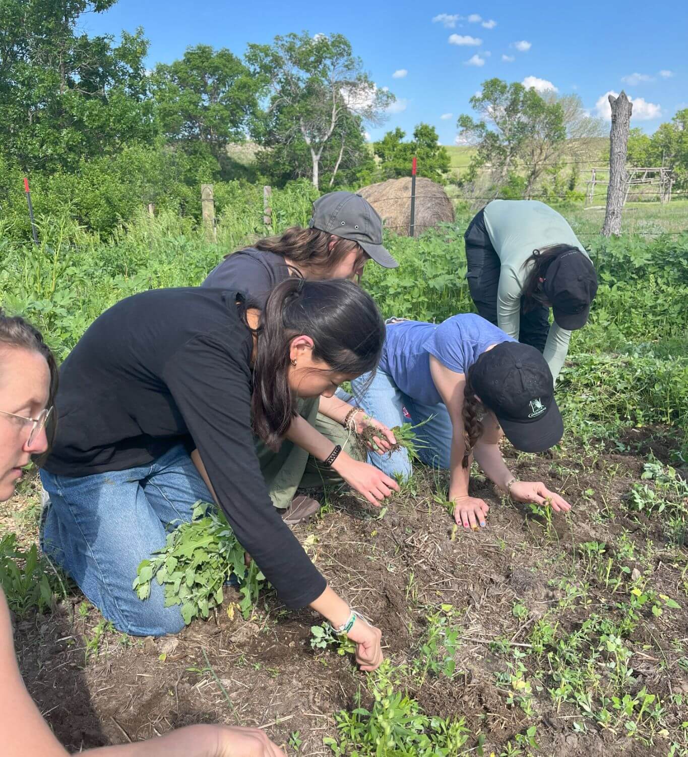 A group of students kneel in a garden, actively weeding and tending to plants under a bright blue sky, surrounded by lush greenery.